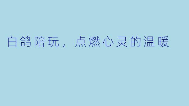 白鸽陪玩，点燃心灵的温暖