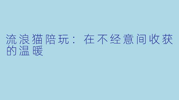 流浪猫陪玩：在不经意间收获的温暖
