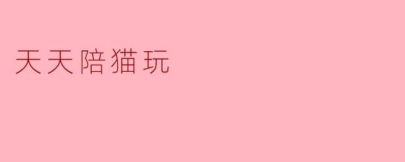 天天陪猫玩