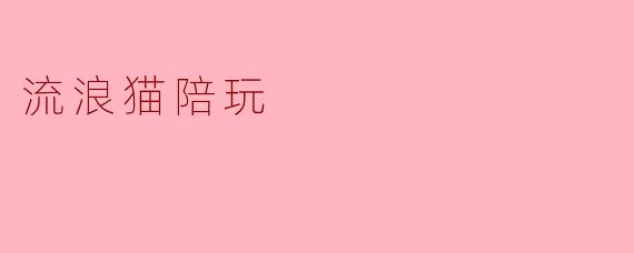 流浪猫陪玩:在不经意间收获的温暖