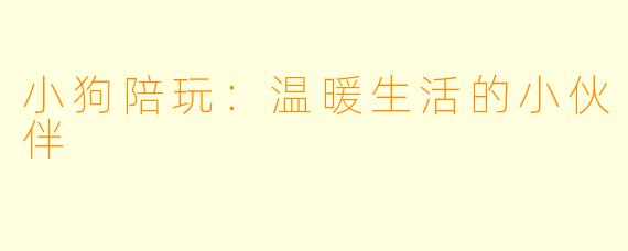 小狗陪玩：温暖生活的小伙伴
