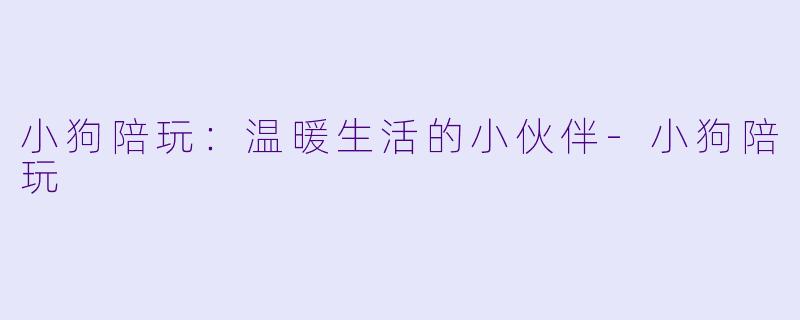 小狗陪玩：温暖生活的小伙伴-小狗陪玩