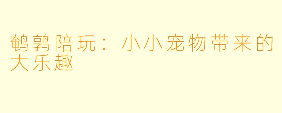 鹌鹑陪玩：小小宠物带来的大乐趣