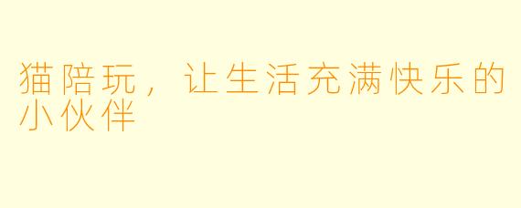 猫陪玩，让生活充满快乐的小伙伴