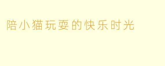 陪小猫玩耍的快乐时光