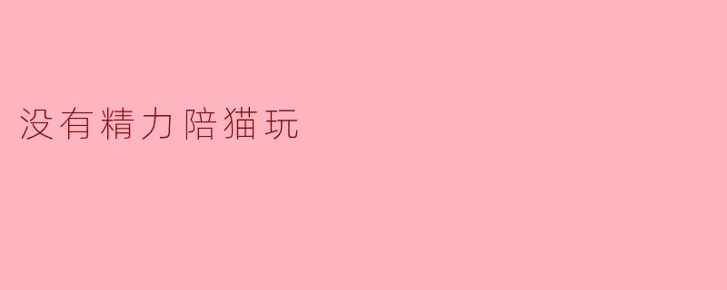 没有精力陪猫玩