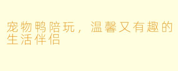 宠物鸭陪玩，温馨又有趣的生活伴侣