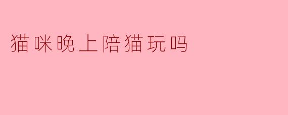 猫咪晚上陪猫玩吗