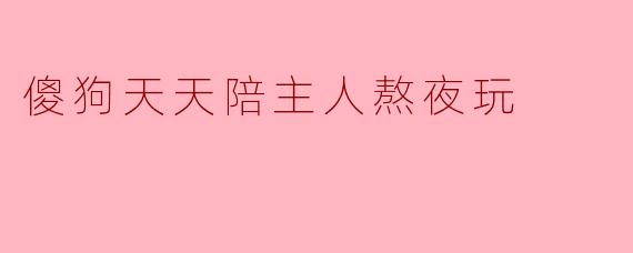 傻狗天天陪主人熬夜玩