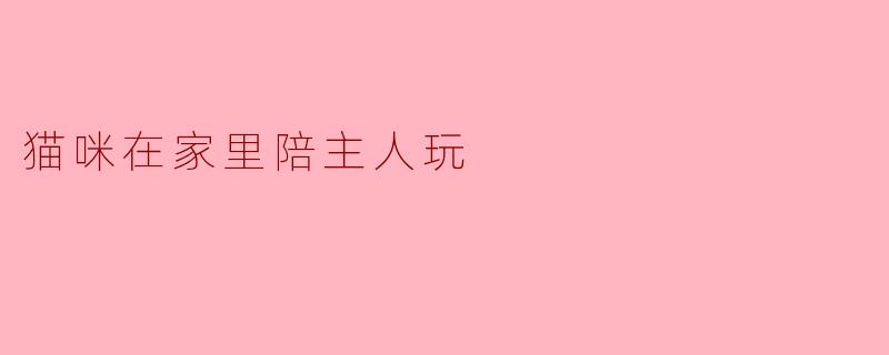 猫咪在家里陪主人玩