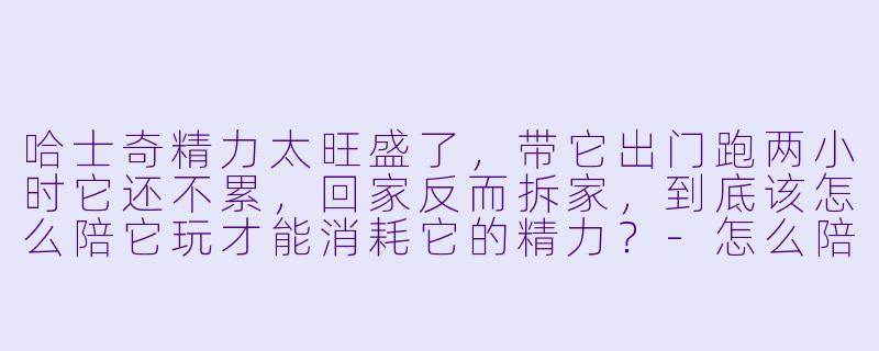 哈士奇精力太旺盛了,带它出门跑两小时它还不累,回家反而拆家,到底该怎么陪它玩才能消耗它的精力?-怎么陪哈士奇玩