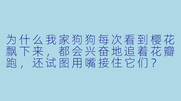 为什么我家狗狗每次看到樱花飘下来，都会兴奋地追着花瓣跑，还试图用嘴接住它们？