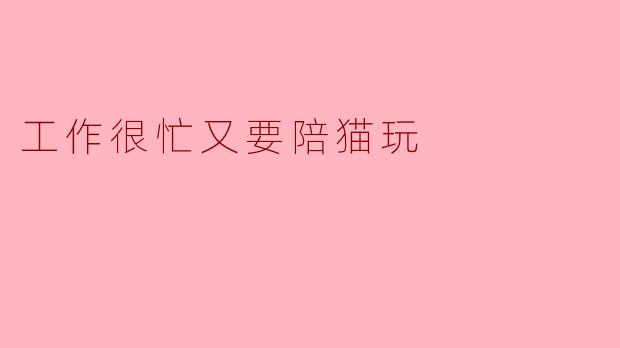 工作很忙又要陪猫玩