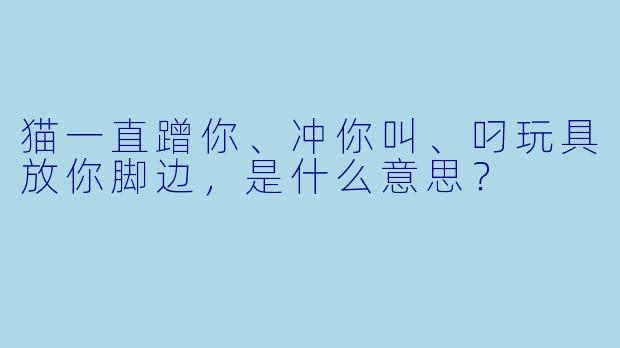 猫一直蹭你、冲你叫、叼玩具放你脚边，是什么意思？