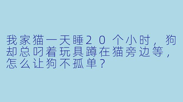 我家猫一天睡20个小时,狗却总叼着玩具蹲在猫旁边等,怎么让狗不孤单?