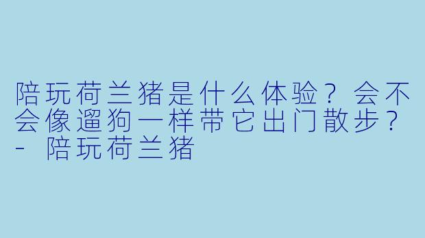 陪玩荷兰猪是什么体验？会不会像遛狗一样带它出门散步？-陪玩荷兰猪