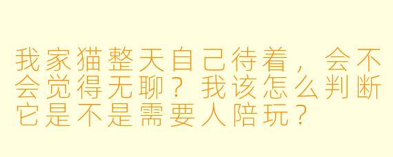 我家猫整天自己待着，会不会觉得无聊？我该怎么判断它是不是需要人陪玩？