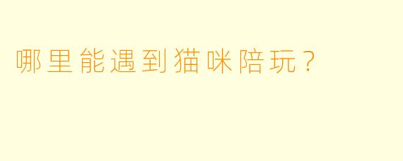 哪里能遇到猫咪陪玩？