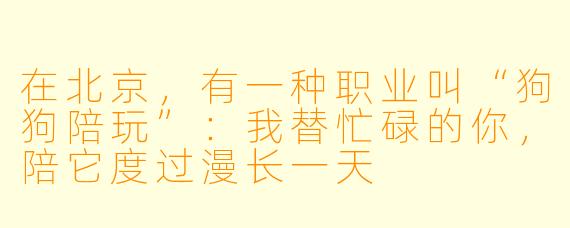 在北京,有一种职业叫“狗狗陪玩”:我替忙碌的你,陪它度过漫长一天